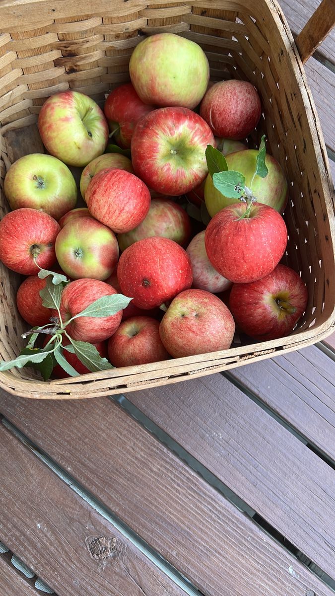 A basket of freshly picked red and green apples