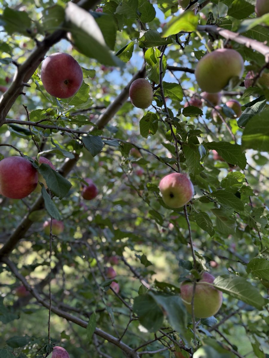 Looking up into an apple tree full of fruit