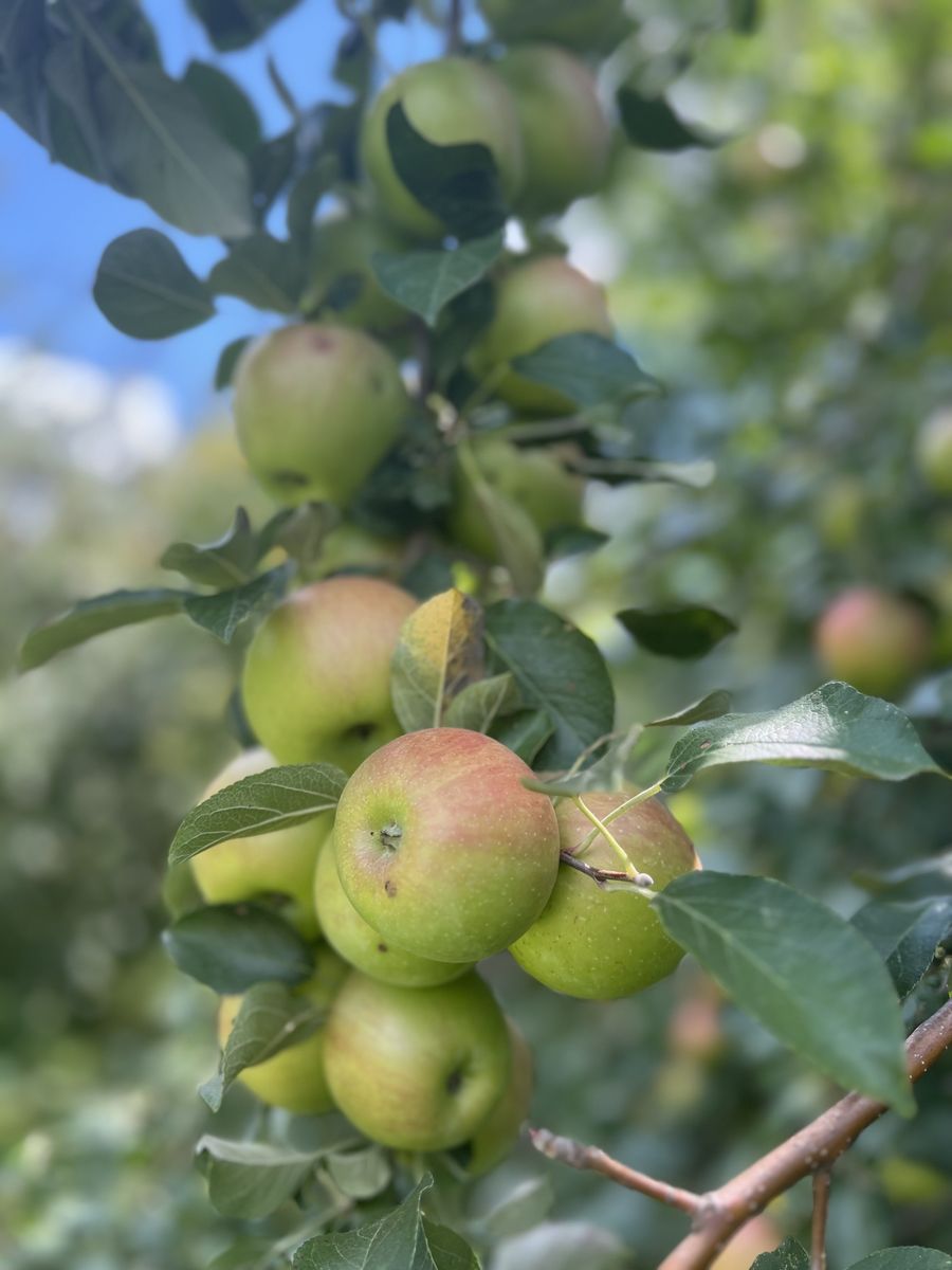 Green and blushing apples under a blue sky