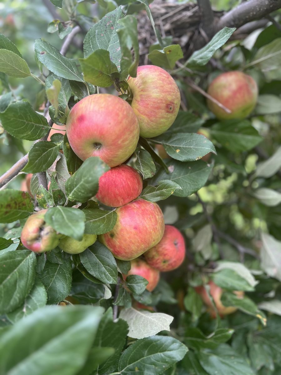 Ripe red apples on the branch