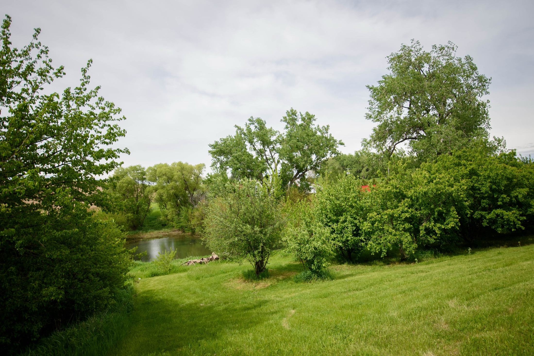 Lawn sloping down to the pond at Mixon Orchard, ringed by fruit trees