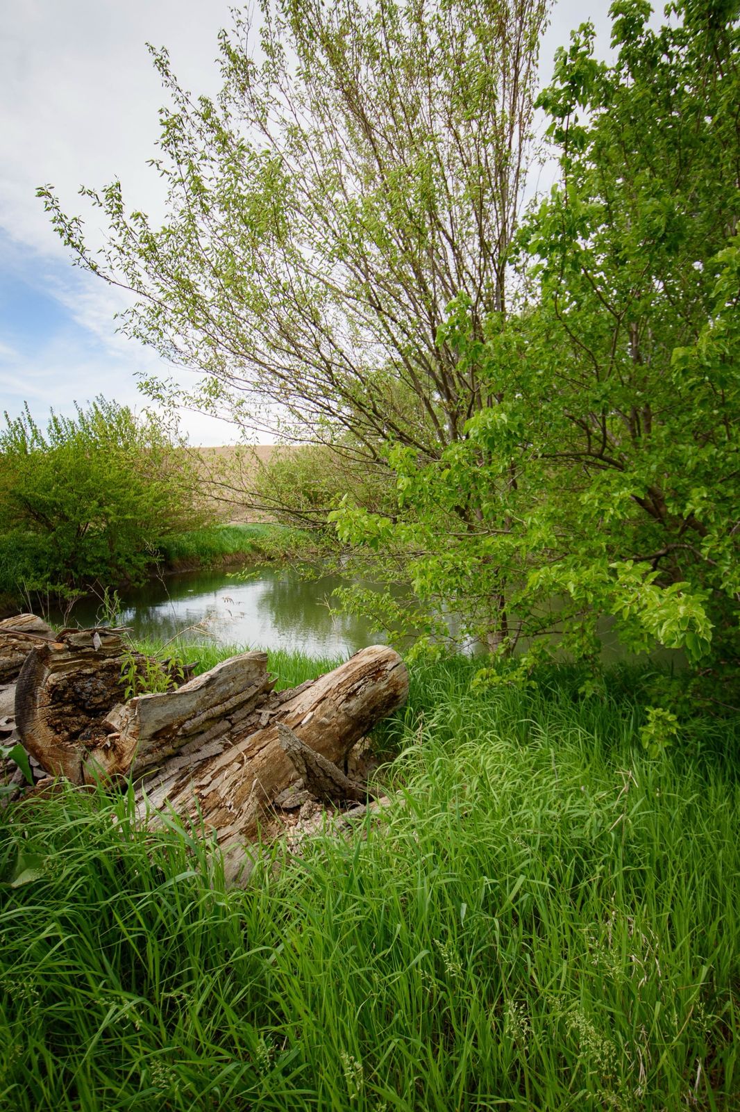 The pond framed by leafy trees and old logs