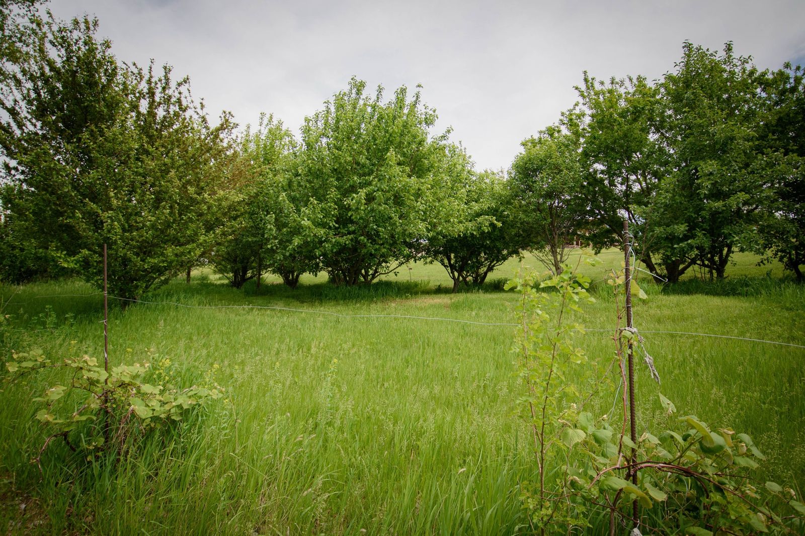 Orchard trees in tall summer grass