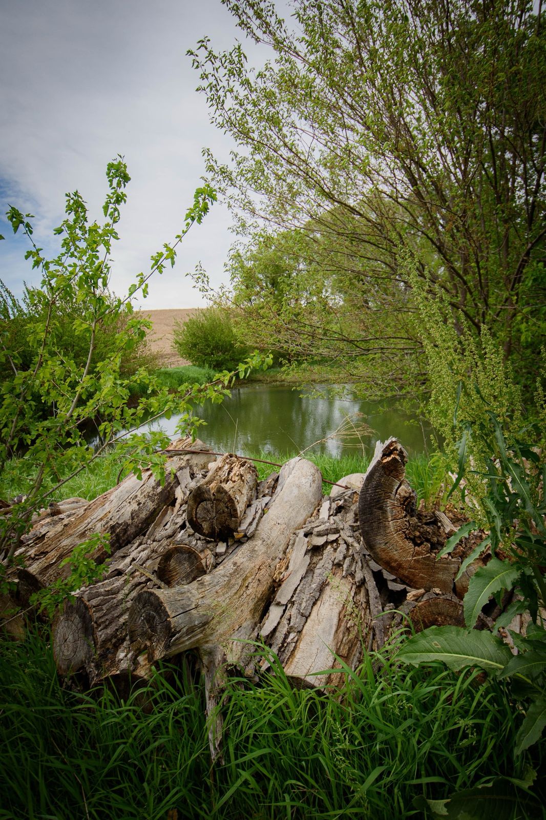 Weathered logs beside the pond