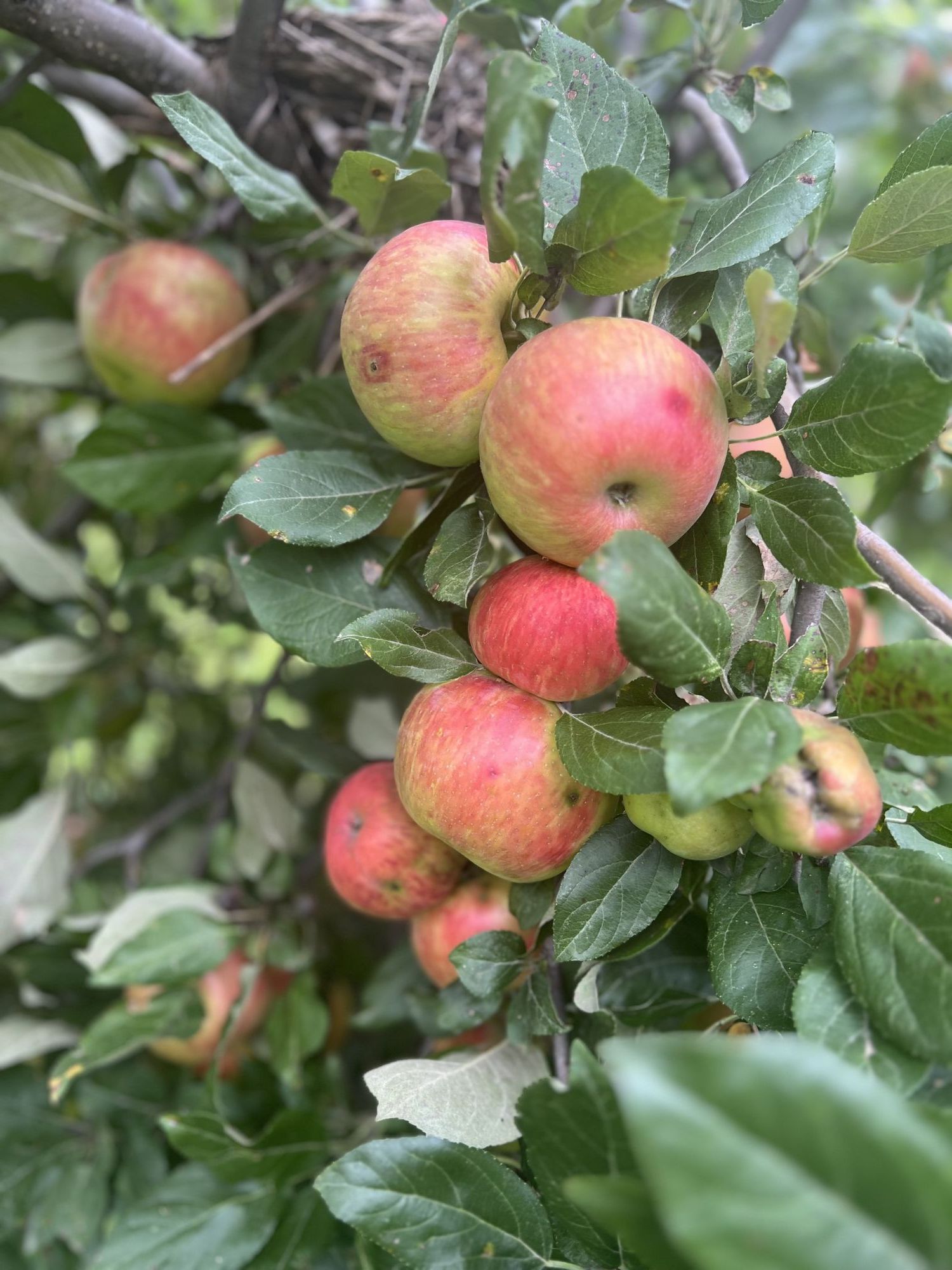 Ripe red apples on the branch