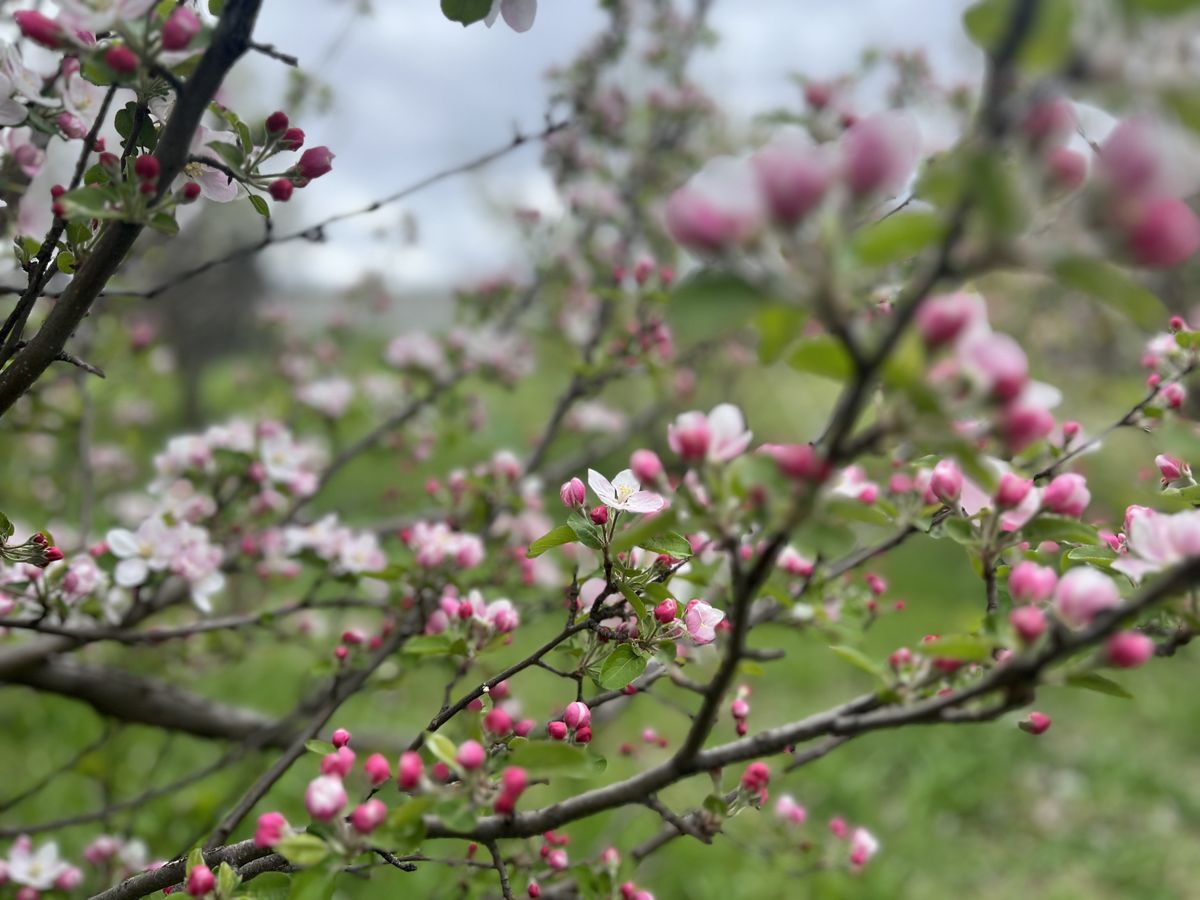 Pink apple blossoms on the orchard