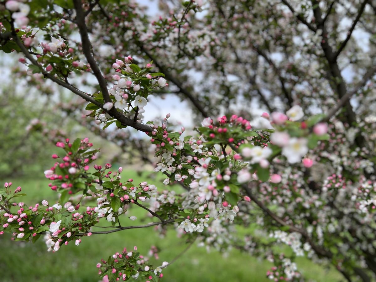 Pink and white blossoms