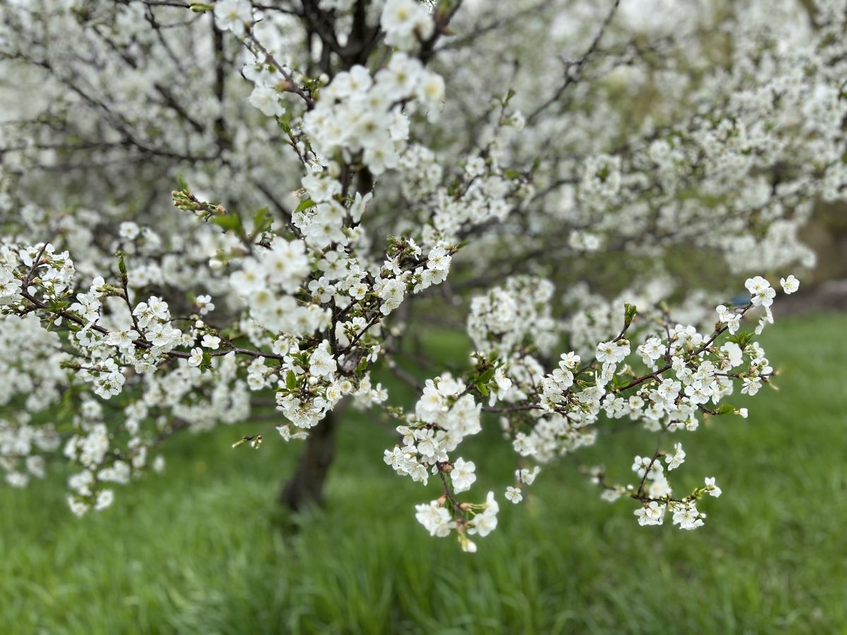 Fruit tree covered in white blossoms
